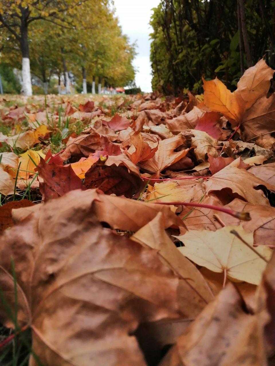 Осенний ковёр